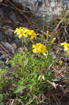 Tufted yellow woodsorrel